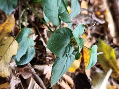 Viola mirabilis