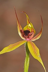 Caladenia macrostylis