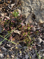 Stylidium recurvum