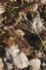 Pedicularis rostratocapitata