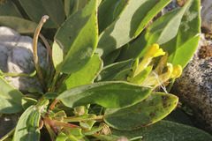 Anthyllis vulneraria alpestris