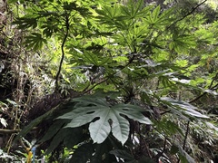Fatsia polycarpa