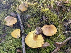 Tricholoma frondosae