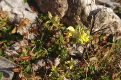 Rhinanthus glacialis