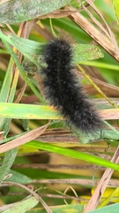 Spilosoma lubricipeda