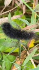 Spilosoma lubricipeda