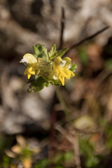 Rhinanthus glacialis