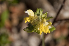 Rhinanthus glacialis
