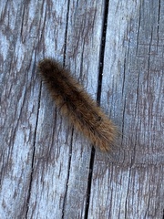 Phragmatobia