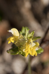 Rhinanthus glacialis