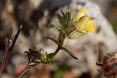 Rhinanthus glacialis