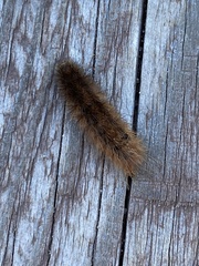Phragmatobia