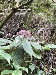 Hydrangea densifolia
