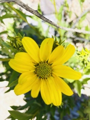 Flourensia thurifera