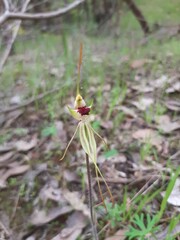 Caladenia parva