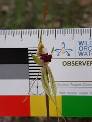 Caladenia parva