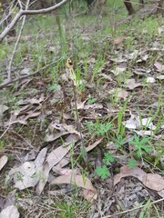 Caladenia parva