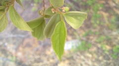 Celtis africana