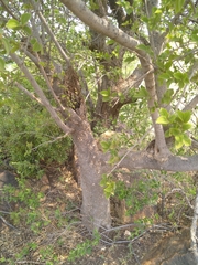 Celtis africana