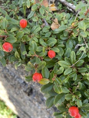 Cotoneaster × suecicus