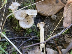 Craterellus undulatus