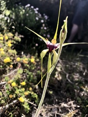 Caladenia infundibularis