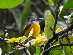 Dicaeum trigonostigma