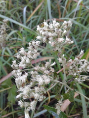 Eupatorium rotundifolium