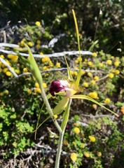 Caladenia infundibularis