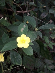 Turnera ulmifolia