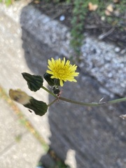 Sonchus palustris