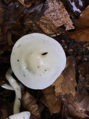 Hygrophorus eburneus