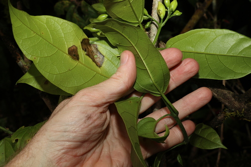 Image of Oxera splendida by (c) Greg Tasney, some rights reserved (CC BY-SA)