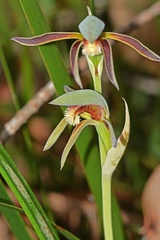 Lyperanthus serratus