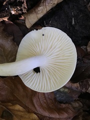 Hygrophorus eburneus