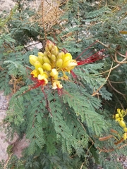 Erythrostemon gilliesii