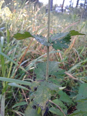 Eupatorium rotundifolium