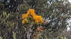 Gaiadendron punctatum