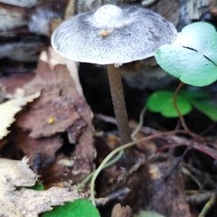 Tephrocybe rancida