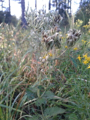Eupatorium rotundifolium