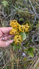 Gaiadendron punctatum