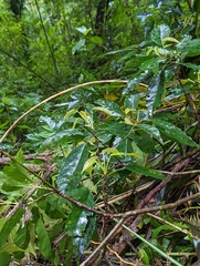 Elaeocarpus japonicus