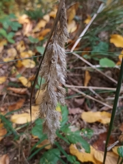 Calamagrostis epigejos