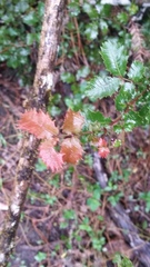 Alectryon subdentatus