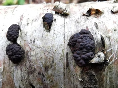 Jackrogersella multiformis