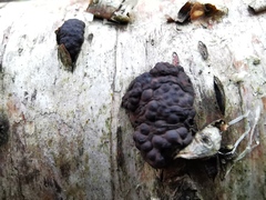 Jackrogersella multiformis