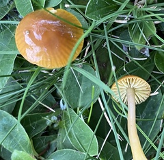 Gliophorus psittacinus