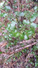 Alectryon subdentatus