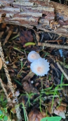 Cystolepiota