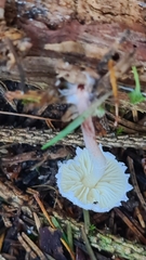 Cystolepiota